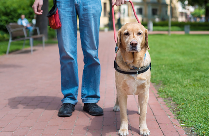 Afbeelding van een blindengeleidehond die naast zijn baasje staat, van wie je alleen de handen en het onderlichaam ziet. Ze staan buiten op een pad naast een grasveld.